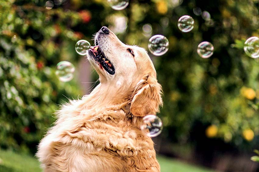 pet games