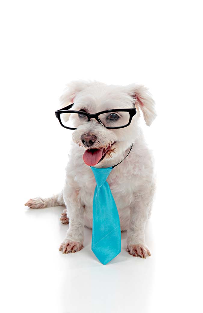 ‘Novembro azul’ é alerta também para cães