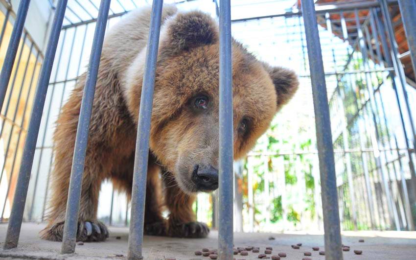 Abaixo assinado pede transferência da “ursa mais triste do mundo”