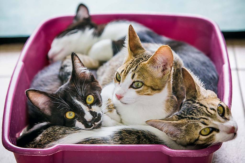 Seis hoteizinhos em São Paulo exclusivos para gatos