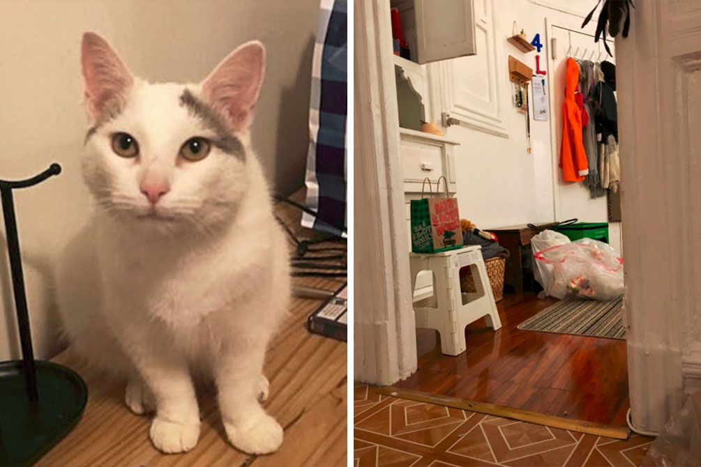 gato-escondido-twitter-01
