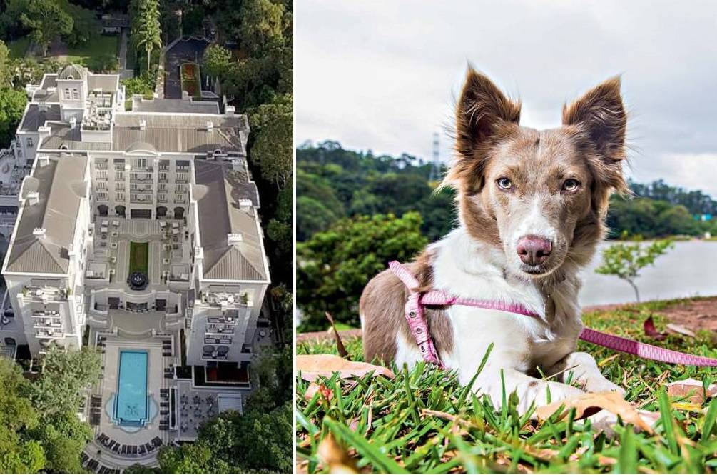 Quanto custa hospedar seu cão no Palácio Tangará