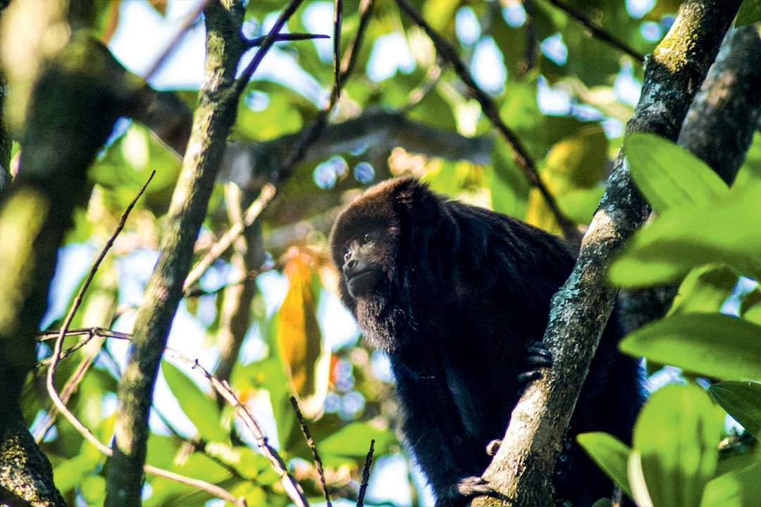 Capital paulista já teve 105 mortes de macacos