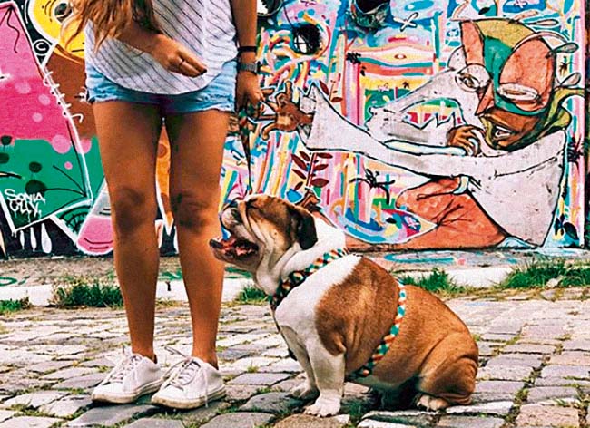 Meu Pet: conheça Jorge, o buldogue inglês que adora passear