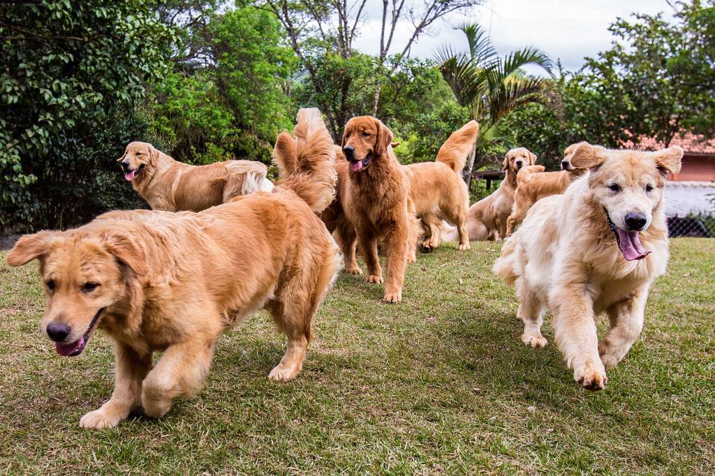 O preço de cães de raças conhecidas em canis de São Paulo