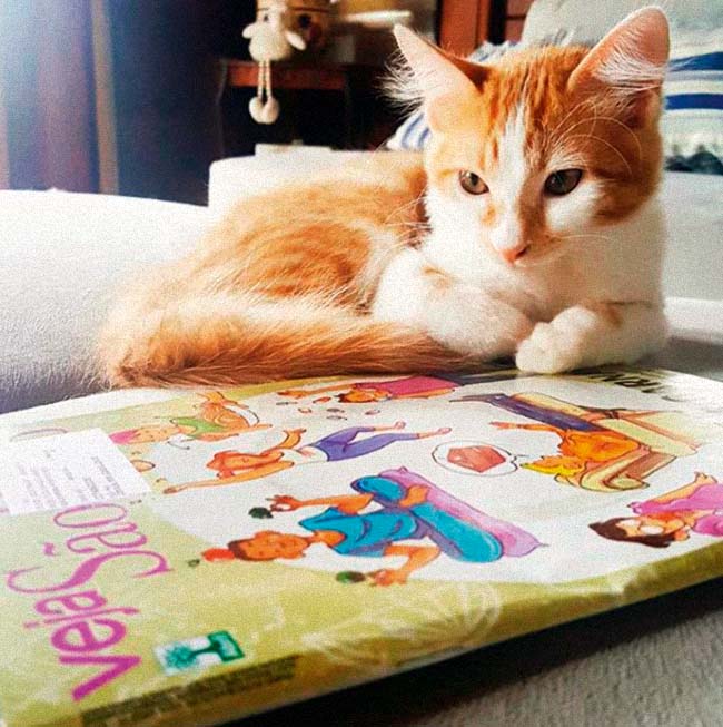 Meu pet: conheça o gatinho Lupi