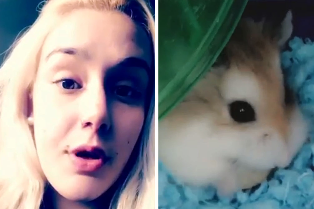 universitaria-afoga-hamster-estimacao-01