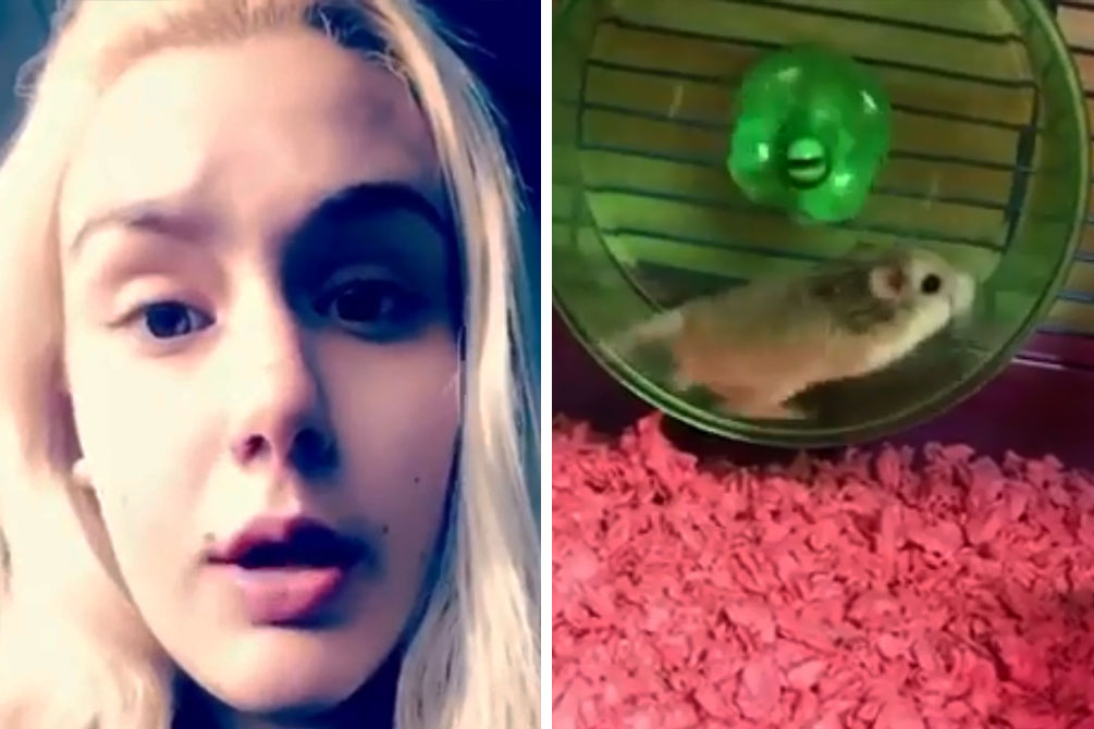 universitaria-afoga-hamster-estimacao-02