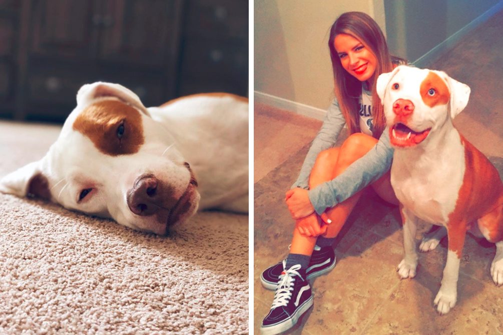 alerta-facebook-morte-cachorro-03