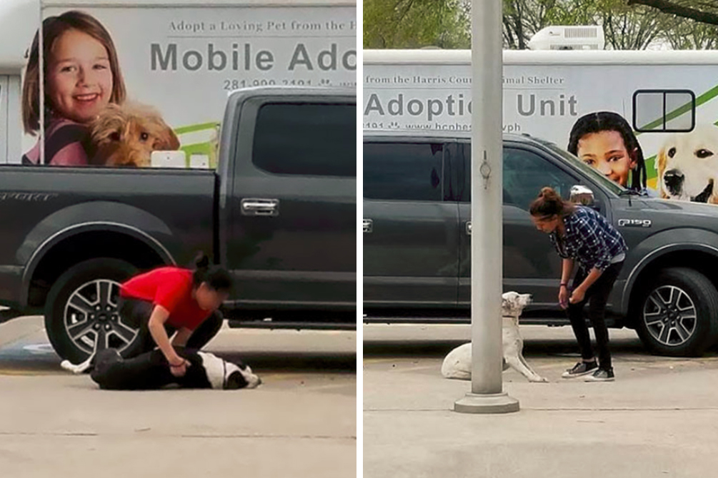 Mulheres são flagradas arrastando cães para abrigo superlotado