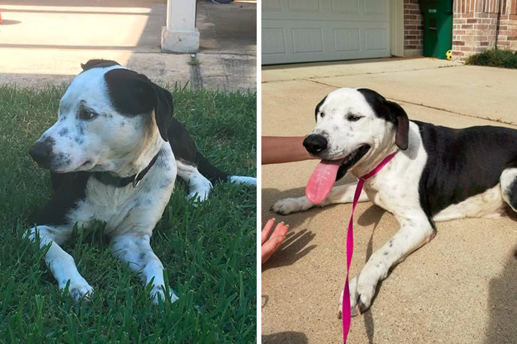 cachorros-abandonados-ajuda-facebook-03