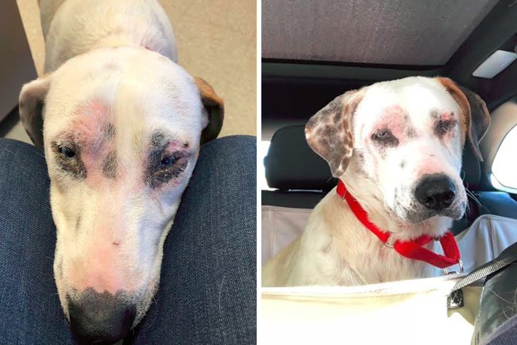 cachorros-abandonados-ajuda-facebook-04