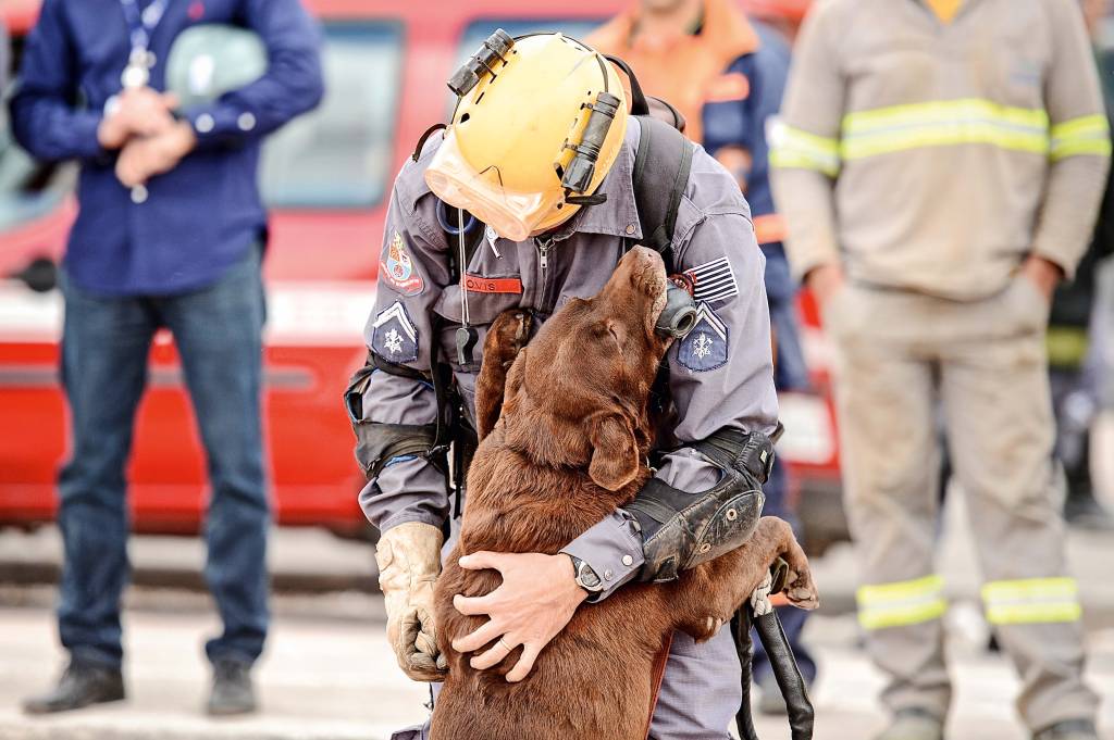 Morre Milka, labradora ‘bombeira’ que ajudou a salvar vítimas de acidentes