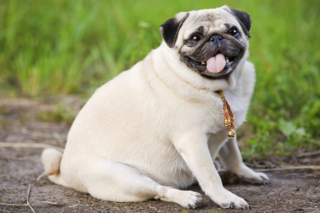 Obesidade pet: será que seu melhor amigo está acima do peso?