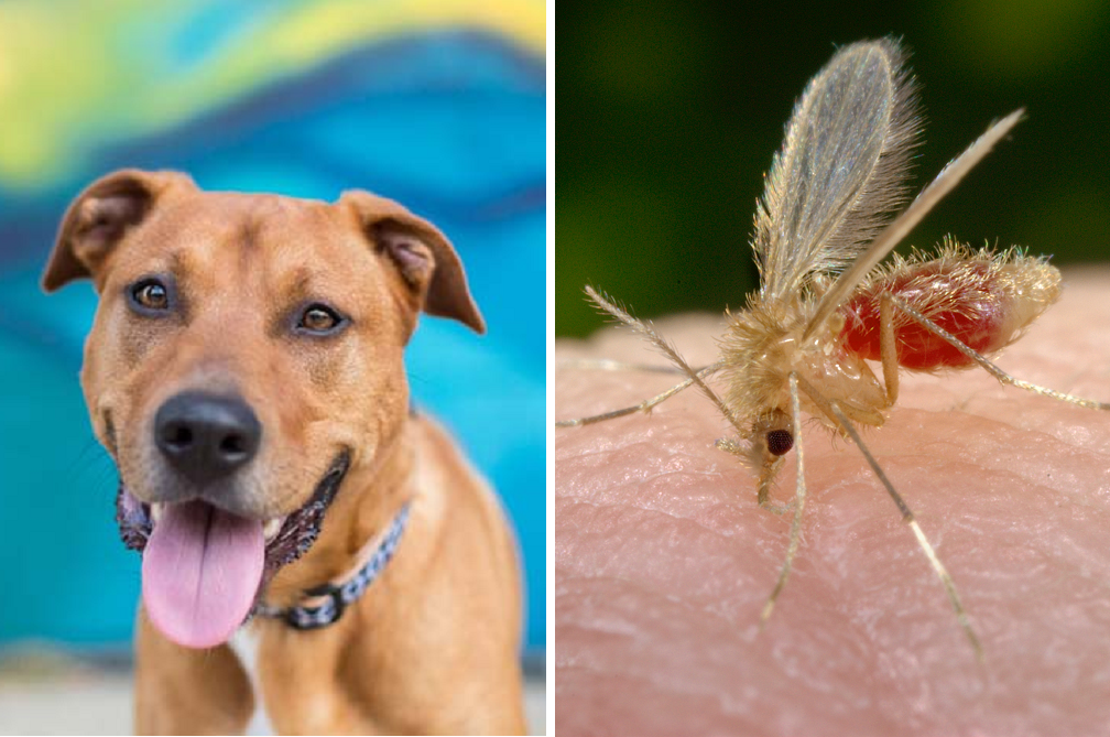 As alternativas ao sacrifício de cães com leishmaniose