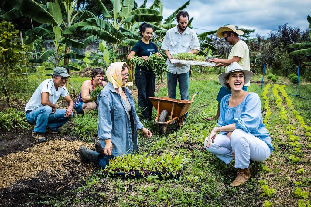 Regiões da capital se destacam por produção de vegetais orgânicos