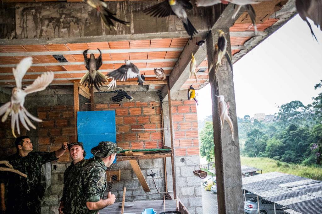 Apreensão de animais silvestres na capital cresce 37%