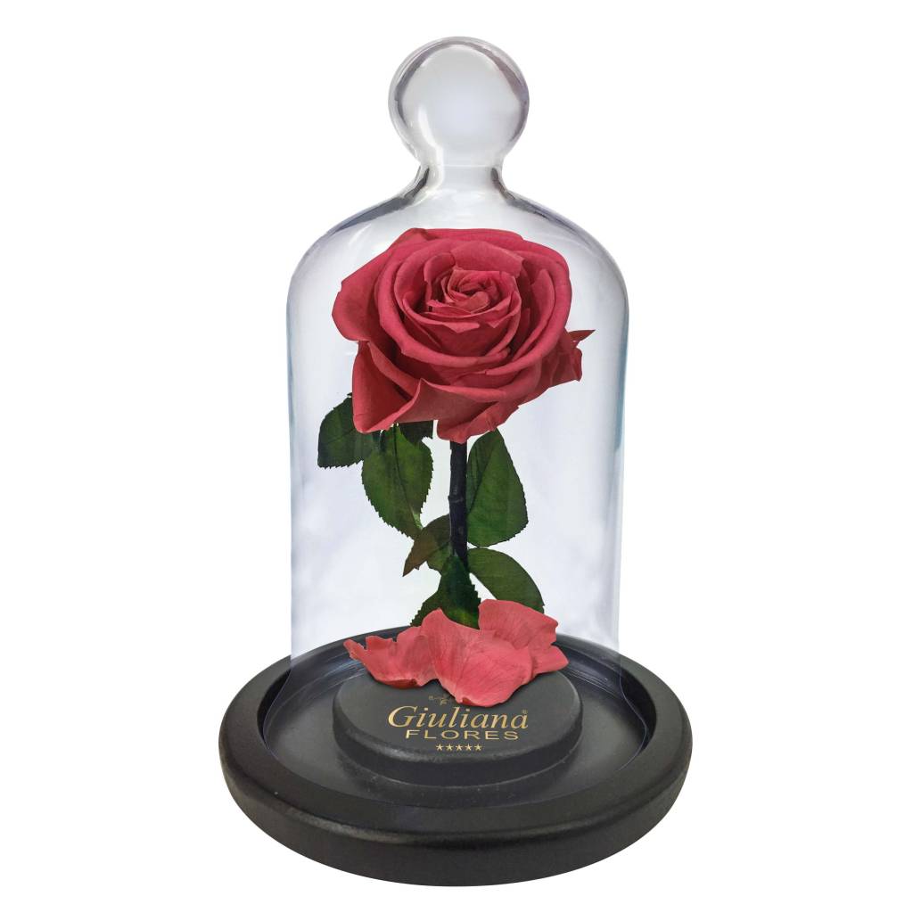 Floricultura faz sucesso com rosa inspirada em ‘A Bela e a Fera’