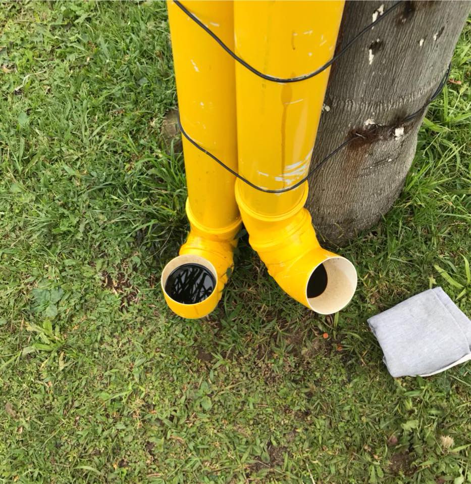 Após deixar comida para cães de rua, estudantes se surpreendem com maldade
