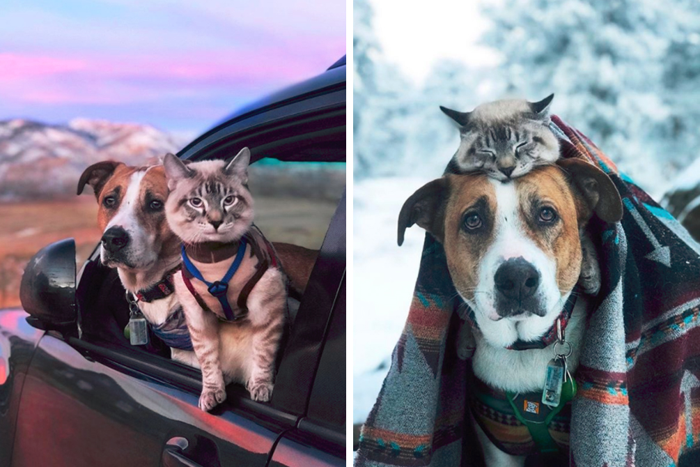 amizade-gato-cachorro-01
