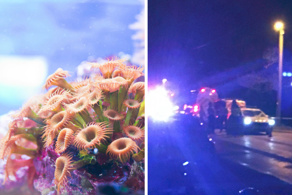 Família é hospitalizada após contato com toxina em aquário