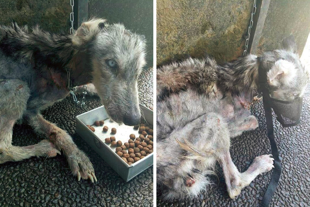 Husky passa por transformação e aparece irreconhecível após 10 meses