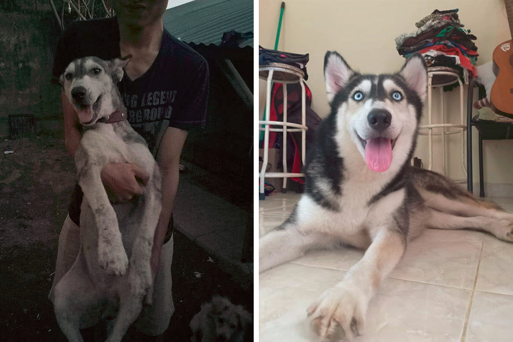 antes-depois-cachorro-03