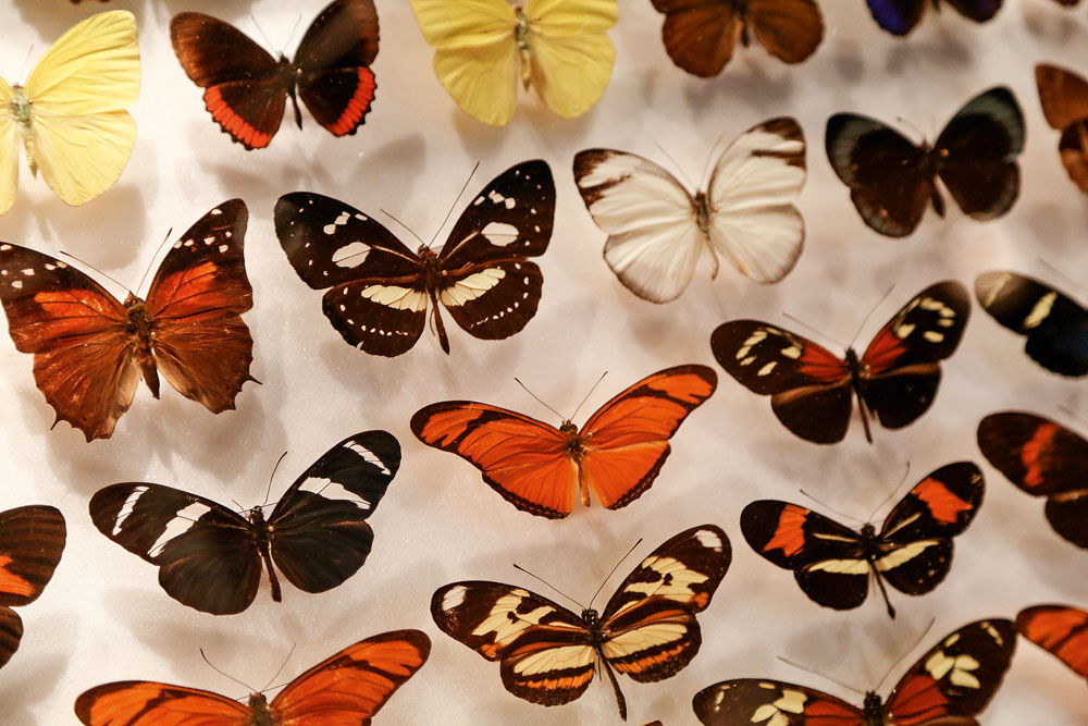 Já ouviu falar no Museu de Zoologia?