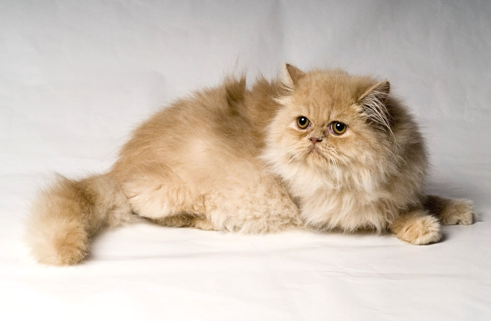 Quanto custam gatos de raças conhecidas?