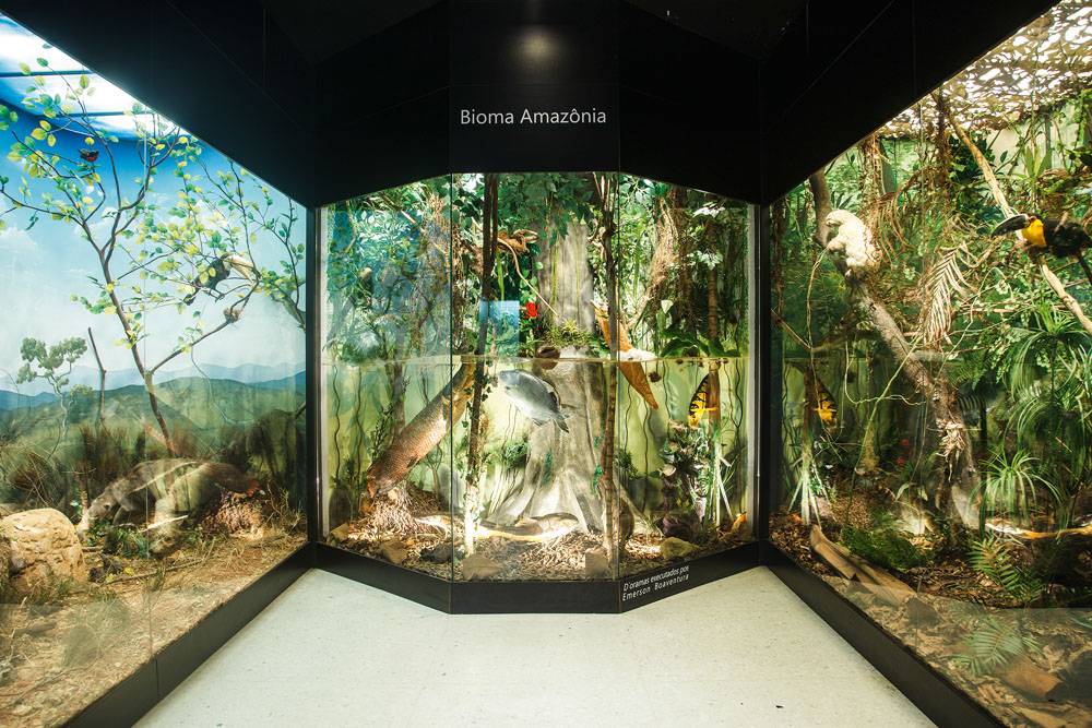 Museu de História Natural do Dante Alighieri tem 2 500 itens