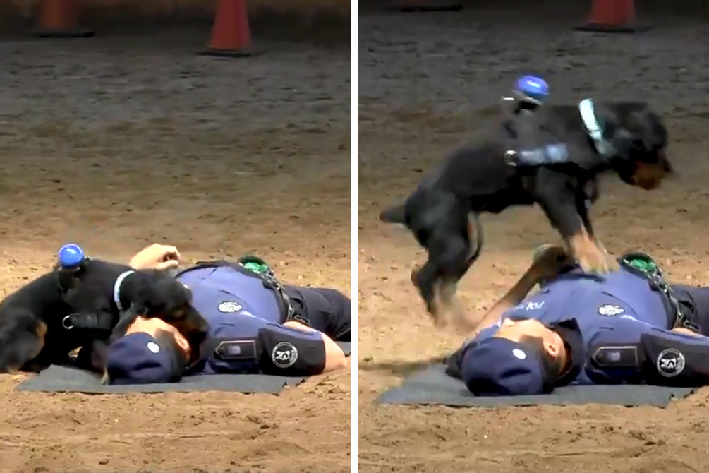 Cachorro chama atenção no Instagram ao fazer “massagem cardíaca”