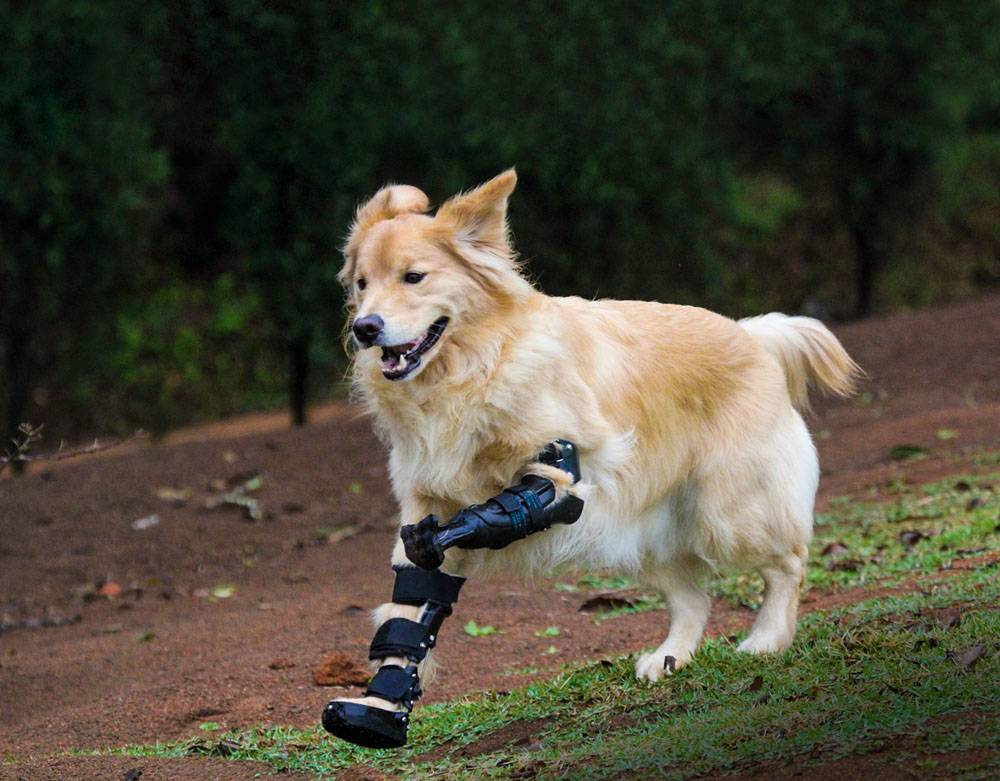 Empresa disponibiliza próteses para cães com deficiência