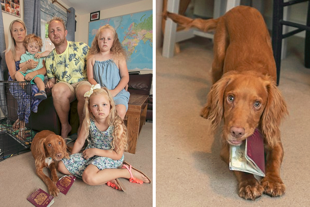 Família cancela férias após problema inusitado com cachorro