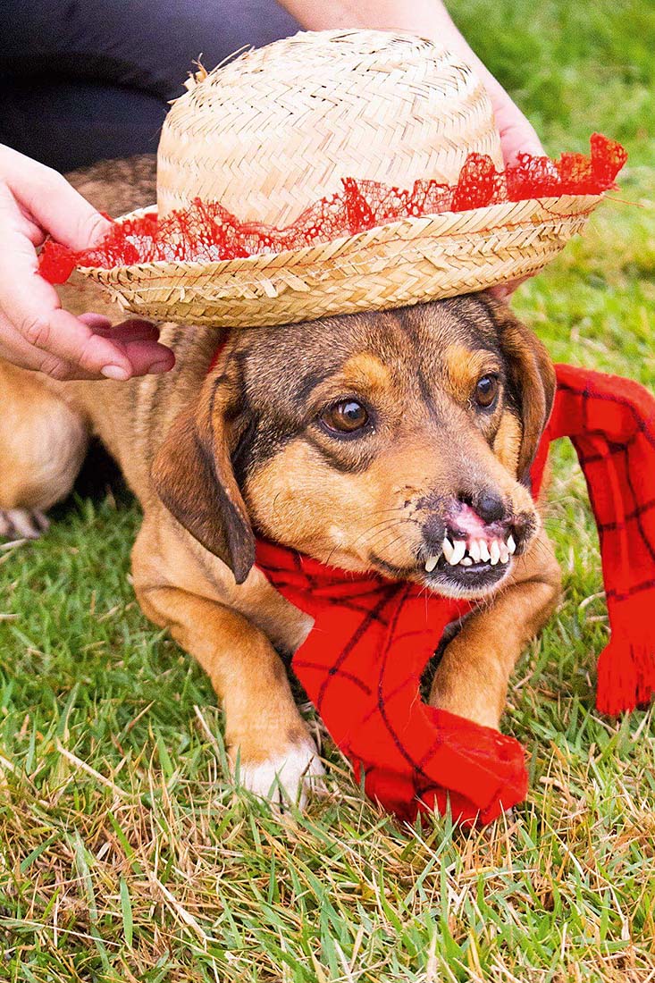 Cadela torturada com bomba mobiliza internautas no Facebook