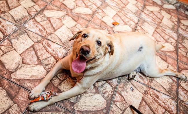 Animais abandonados Animais abandonados