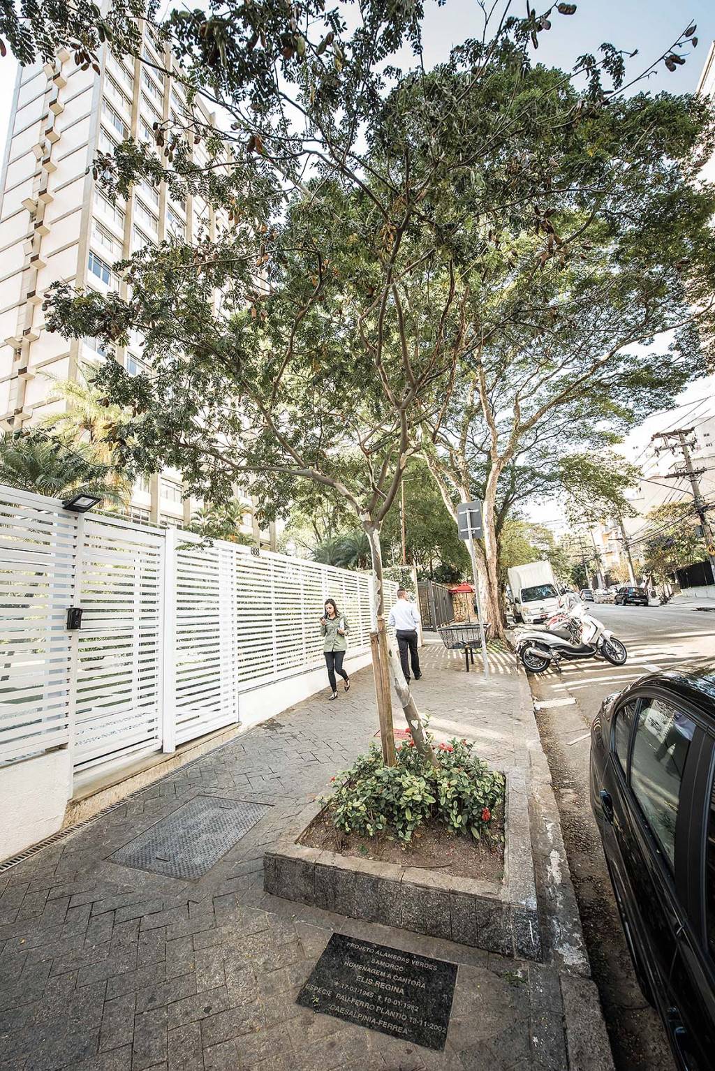 Árvore em Cerqueira César homenageia Elis Regina
