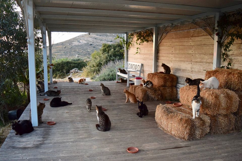 cats1 cats1