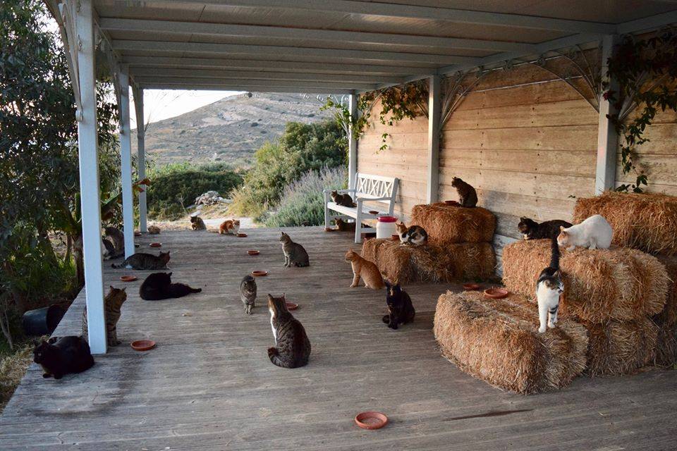 Você ama gatos? Essa vaga de emprego é para você