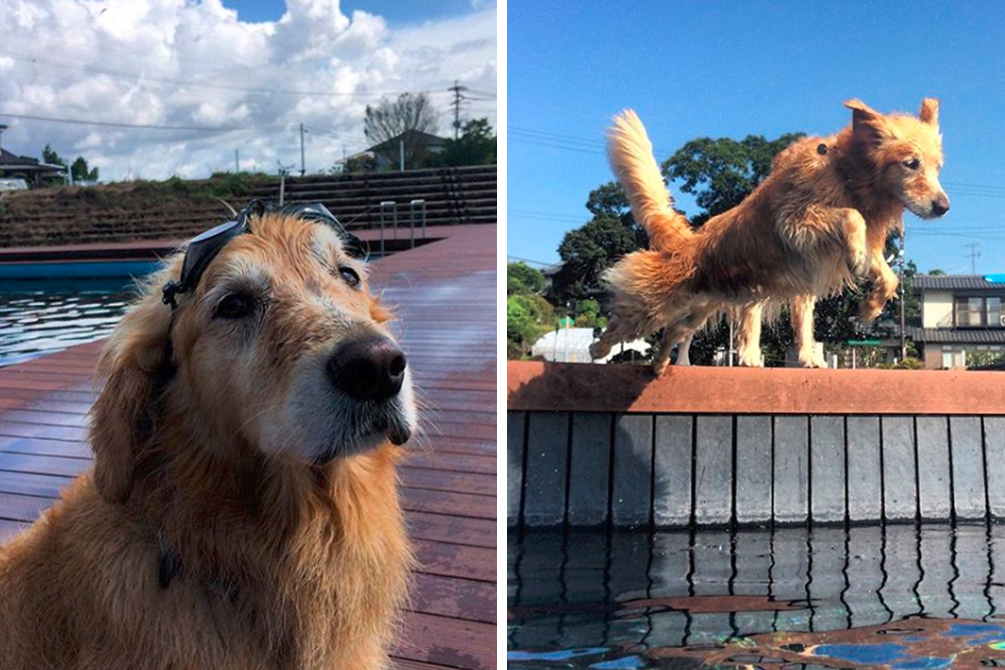 Um talento especial desta golden retriever está chamando atenção na web