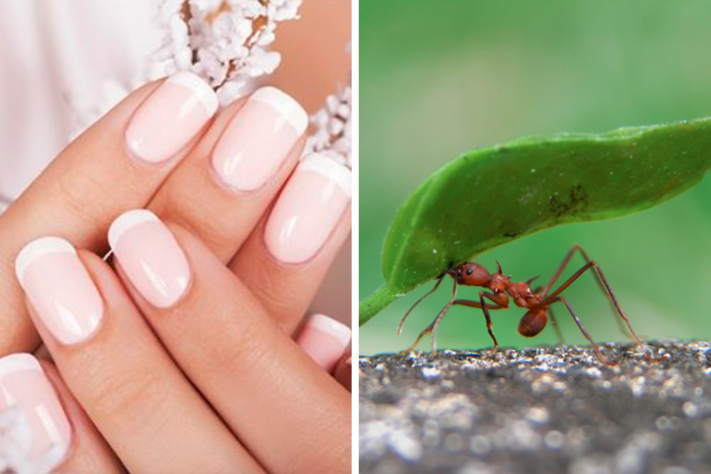 manicure-controversa-formigas-01