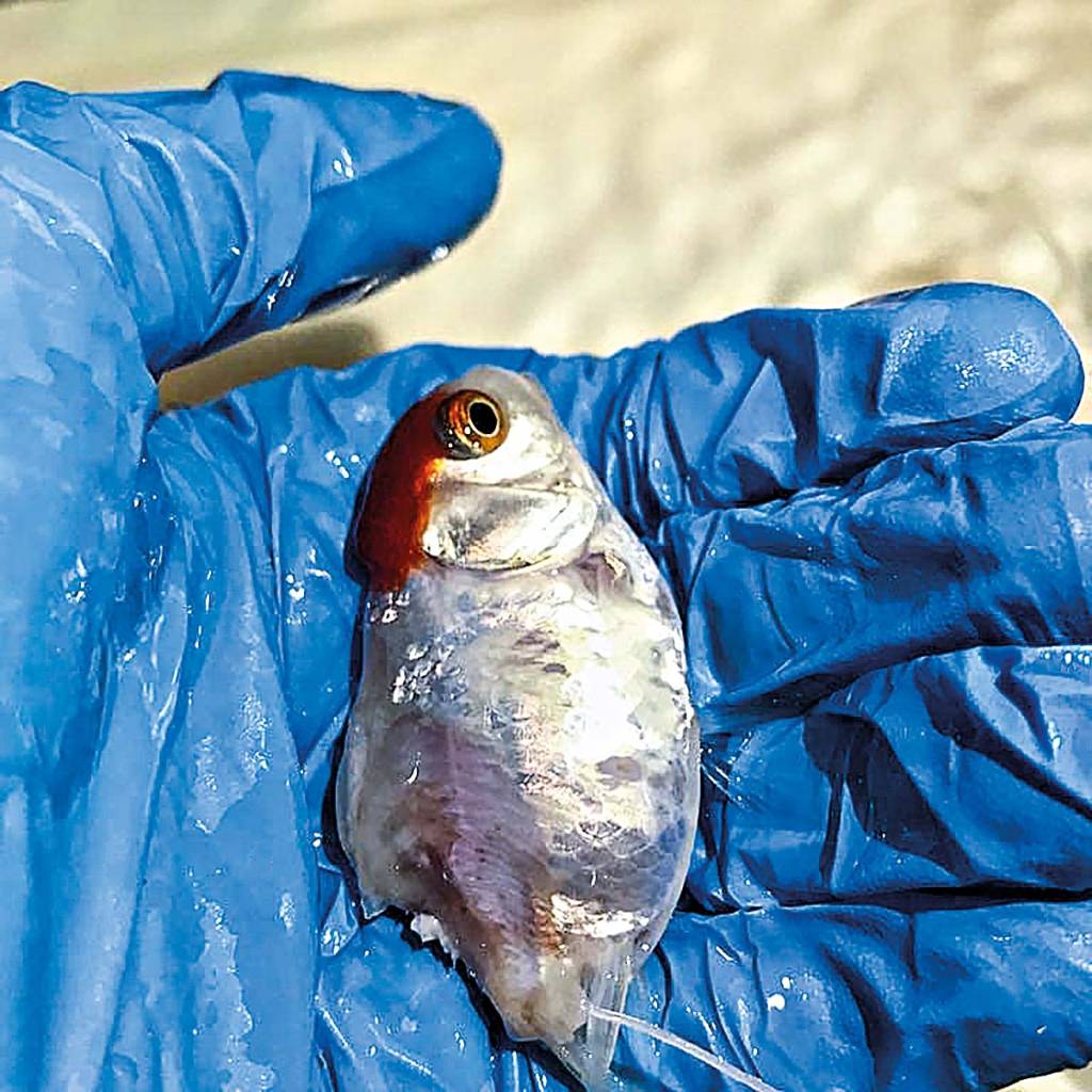 O final feliz da peixinha que ficou presa por horas em rocha de aquário