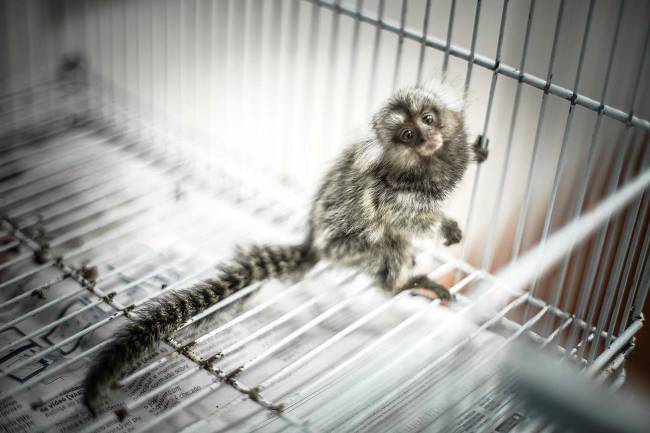 SAGUI_5.JPG SAGUI_5.JPG