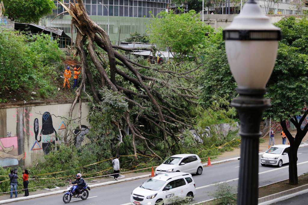 São Paulo perde mais de 3 000 árvores em menos de três meses
