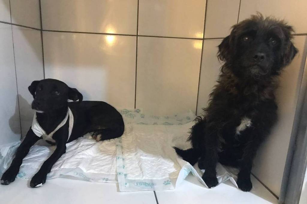Homem que confessou à polícia ter esfaqueado cães de rua é solto