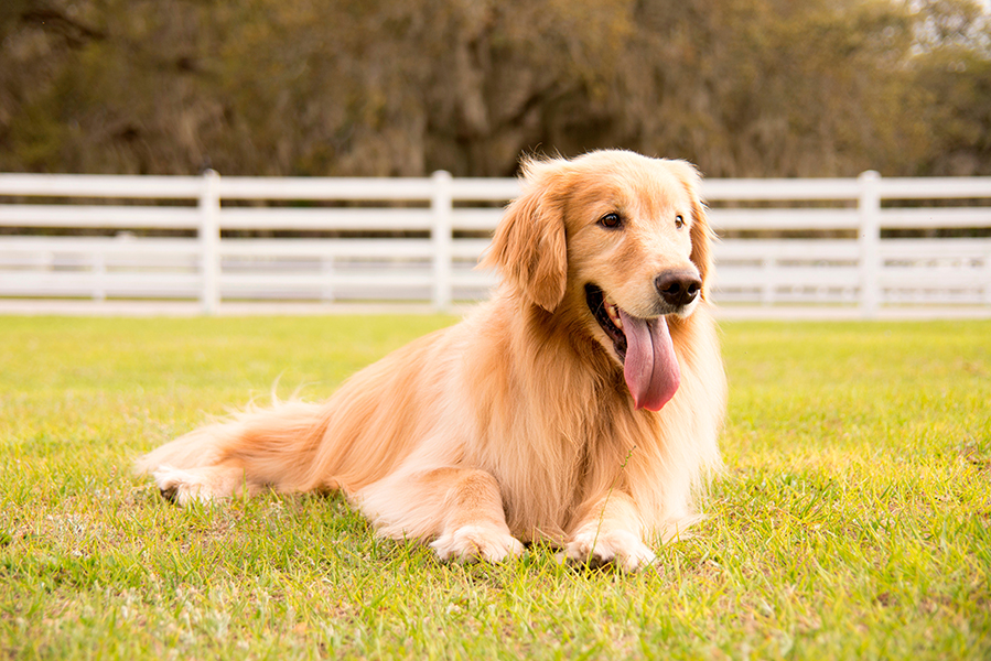 pets-villa-lobos