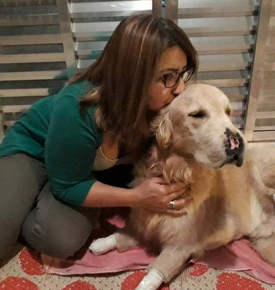 Golden retriever que perdeu o focinho e patas busca ajuda