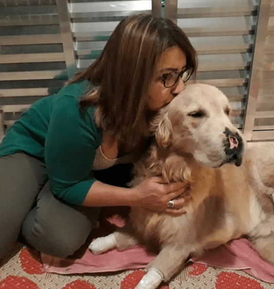 Golden retriever que perdeu o focinho e patas busca ajuda