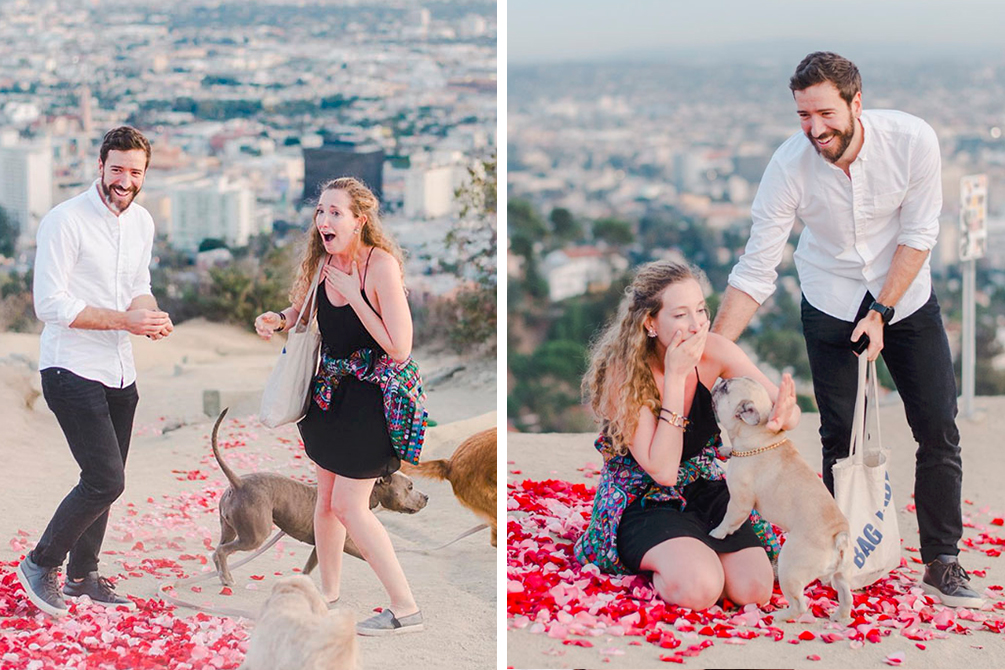 pedido-casamento-cachorro-03