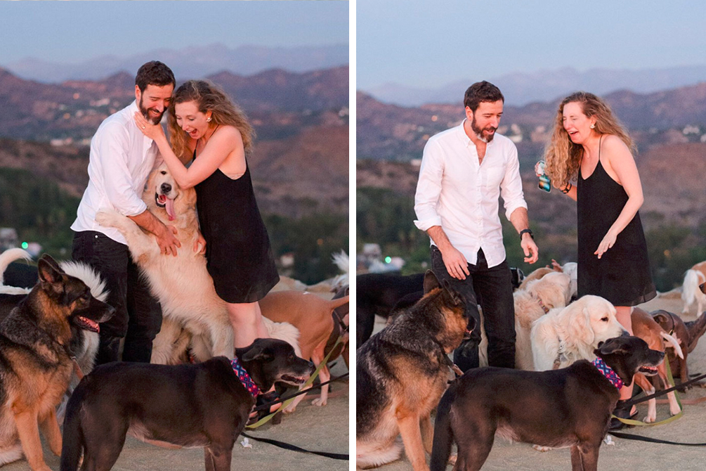 pedido-casamento-cachorro-04