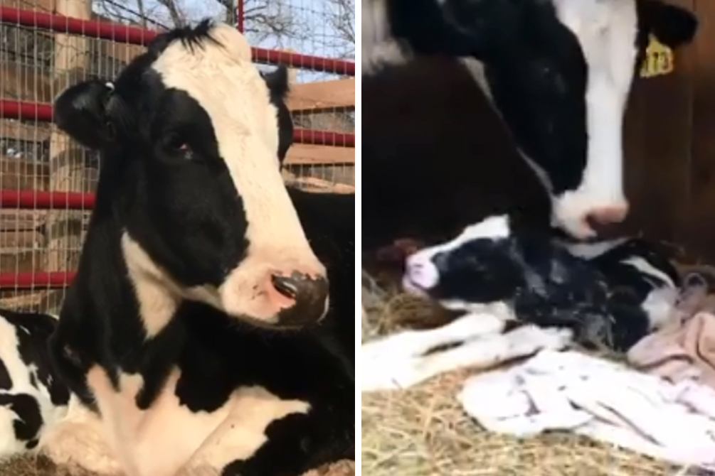 Vaca dá à luz dois dias após pular de caminhão para escapar de abatedouro